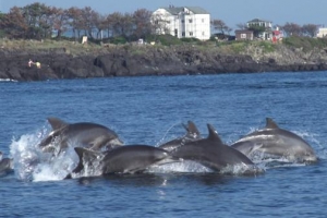 고향으로 돌아간 제돌이와 친구들의 바다 생활 완벽 적응기