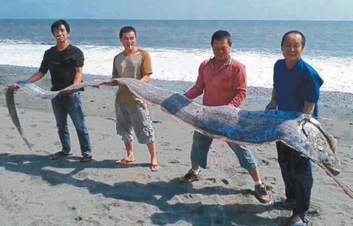지난 10월말 대만 타이둥 인근 해안에서 잡힌 산갈치. / 대만 언론