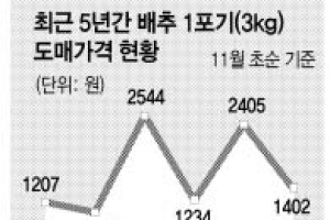 풍년에 배추가격 폭락 예상… 농촌 지자체 판촉 비상