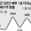 풍년에 배추가격 폭락 예상… 농촌 지자체 판촉 비상