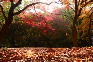 쉼을 품은 나… 가을의 선물 남도 단풍