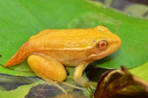 충남 아산서 희귀 백색증 황금개구리 발견