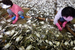 서해안 가을 꽃게 대풍