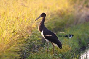 환경부 사진공모전 대상 ‘먹황새’