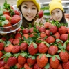 “겨울 딸기 나왔어요”
