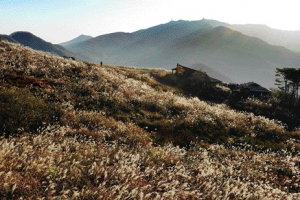 억새 뒤덮여 늦가을이 한창인 경기 양평 마유산