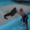 (영상)바다코끼리 학대했던 테마동물원 쥬쥬, 이번에는 악어?