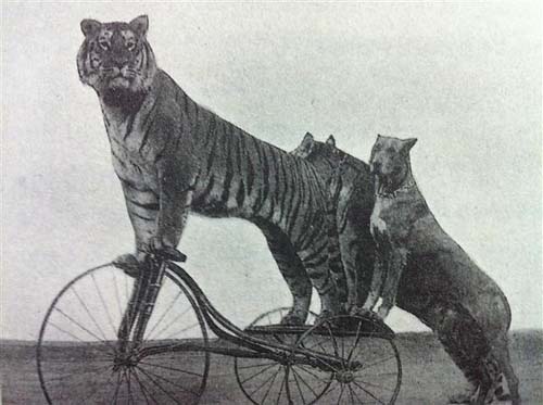 1893년 콜럼버스국제박람회에서 묘기에 동원된 세발자전거 탄 호랑이.