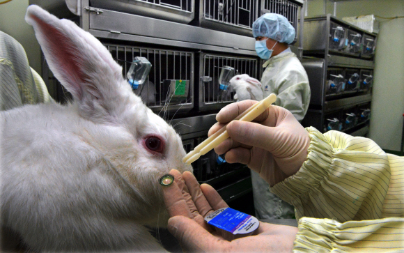 한국화학융합시험연구원의 의료기기 시험실에서 토끼를 대상으로 콘텍트렌즈의 안전도 검사를 하고 있다.  이종원 선임기자 jongwon@seoul.co.kr
