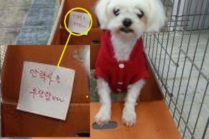 “안락사 부탁합니다” 강아지 버린 주인 네티즌 비난 봇물