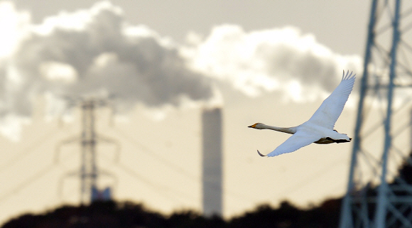 18일 오후 경기도 안산시 대송단지 저류지에서 대표적 겨울철새인 고니가 하늘을 날고 있다. 