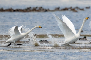 겨울 나러 왔어요… 고니의 힘찬 도움닫기