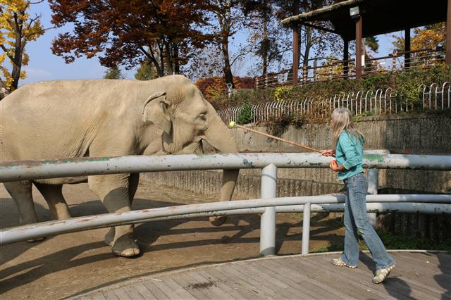 필리핀 오션 어드벤처 수석 동물훈련가 게일 라울이 타깃을 이용해 아시아코끼리 사쿠라를 훈련시키고 있다.  서울대공원 동물원 제공