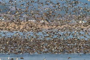 농민들과 철새 ‘아름다운 동거’
