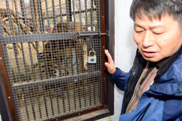 24일 서울대공원에서 호랑이가 사육사를 무는 사고가 발생해 관계자가 상황설명을 하고 있는 가운데 사고호랑이인 시베리안호랑이가 사육장 안에서 밖을 바라보고 있다.