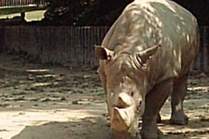 서울대공원 멸종위기 코뿔소도 탈출하다 쇼크사