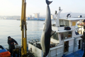 그물에 걸린 돌고래