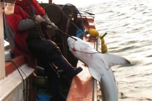 깊은 맛 ‘상어 밥상’의 모든 것… 국내 첫 ‘상어 루트’ 추적