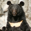 [동물박사가 들려주는 동물이야기] (3) 반달가슴곰 복원 프로젝트