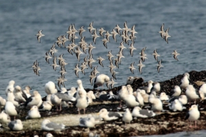 세가락도요새 겨울 나러 왔어요