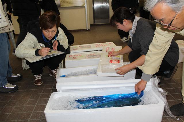 10일 일본 지바현 이즈미시 온주쿠마치에 있는 해양생물환경연구소에서 직원들이 일본 각지에서 배달돼 온 샘플의 종류를 대조, 확인하고 있다.