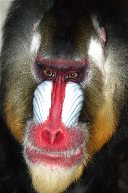 얼굴에 물감을 풀어놓은 듯 화려한 ‘맨드릴’ 원숭이는 수컷이 얼마나 화려한 얼굴을 가졌느냐에 따라 암컷을 차지할 수 있는지 가름한다.