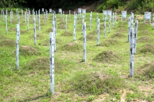 한·중, 파주 ‘적군묘지’ 중국군 유해 송환 합의