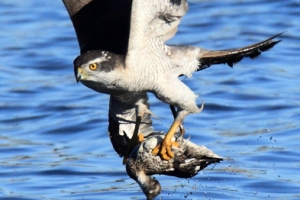 참매의 쇠오리 사냥