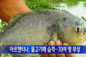 ‘아르헨티나 식인물고기’ 팔로메타에 70여명 부상…발가락 잘리기도 ‘공포’