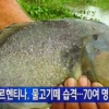 ‘아르헨티나 식인물고기’ 팔로메타에 70여명 부상…발가락 잘리기도 ‘공포’