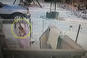 (동영상)고양이 발로 차다 날벼락