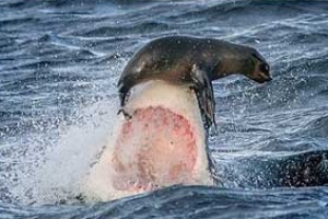 무시무시한 백상아리 코끝에 물개가