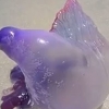 보라색 해양 생명체, 난생 처음 보는 비주얼 ‘너 되게 낯설다’