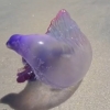 의문의 보라색 해양 생명체…정체는 고깔해파리
