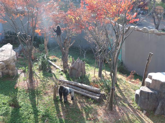 16세 연상인 암컷 고릴라 ‘고리나’(뒤)가 영국에서 건너온 새 남편 ‘우지지’와 등을 돌린 채 놀이에 빠져 있다. 우리나라에서 유일한 로랜드고릴라이자 사람으로 치면 50대 중반인 고리나의 대를 잇기 위해 동물원은 실버리본프로젝트를 펼쳤지만 속만 새까맣게 태웠다.