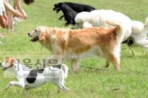 “개는 지구 자기장 축 방향으로 ‘실례’한다’”