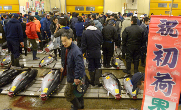 5일 일본 도쿄도(東京都) 주오(中央)구 쓰키지(築地)시장에서 냉장 참다랑어를 살펴보는 경매 참가자. 연합뉴스