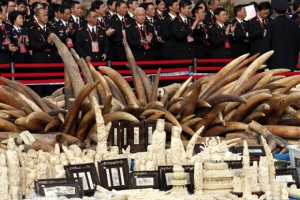 ‘밀렵과의 전쟁’ 中, 밀수 상아 6t 폐기