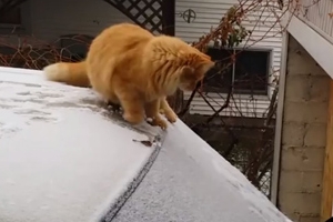 ‘이런 굴욕이!’점프하다 미끄러져 추락한 고양이