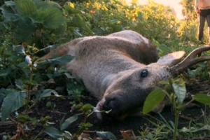 유해동물 전락한 제주도 노루… 공존의 길은 없는 걸까