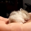 손바닥 위에서 코골며 단잠자는 햄스터