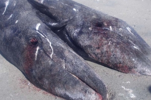 머리 둘 몸통 하나 ‘샴쌍둥이 고래’