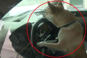 주인 없는 차 운전해 접촉사고 낸 견공 화제