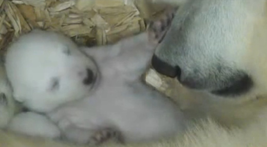 새끼 북극곰이 어미 곰 코에 앞 발을 올리고 있다.