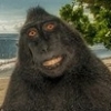 살인미소 원숭이…어딘지 어색하지만 친근한 표정