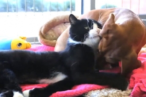 하반신 마비된 고양이 돌보는 견공 화제