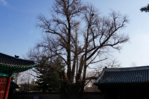 500년 된 성균관 은행나무 ‘서울 문화재’된다