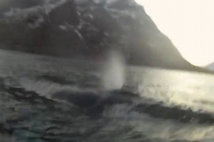 (영상)배 아래서 떠오른 거대 향유고래 ‘아찔’