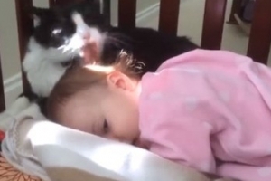 아기 쓰다듬는 고양이 “이건 정말 요물~”