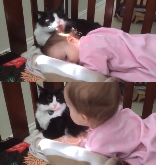 아기 쓰다듬는 고양이 “이건 정말 요물~”